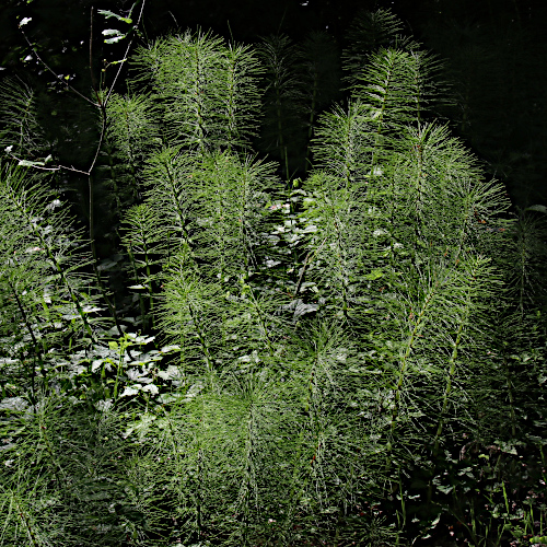 Riesen-Schachtelhalm / Equisetum telmateia