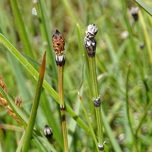 Bunter Schachtelhalm / Equisetum variegatum