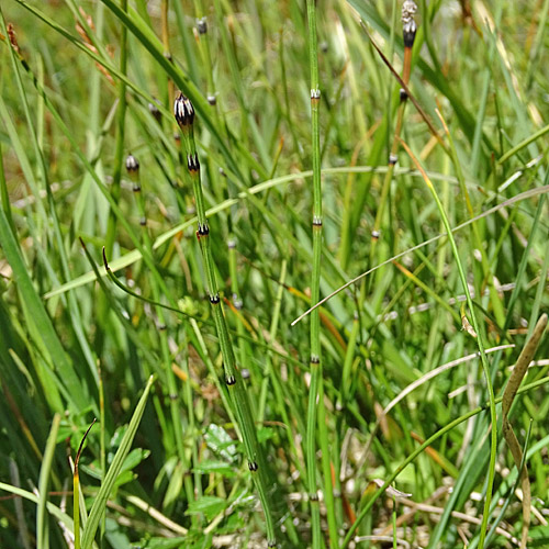 Bunter Schachtelhalm / Equisetum variegatum