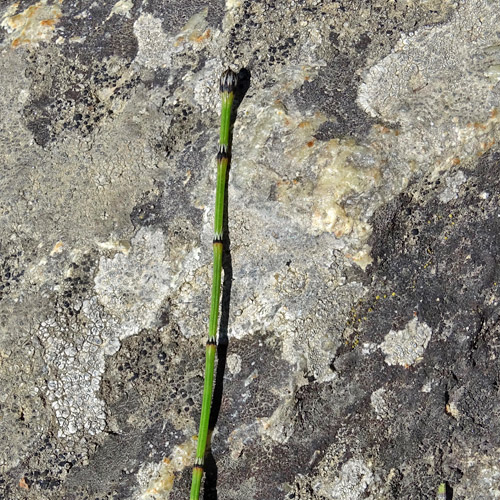 Bunter Schachtelhalm / Equisetum variegatum