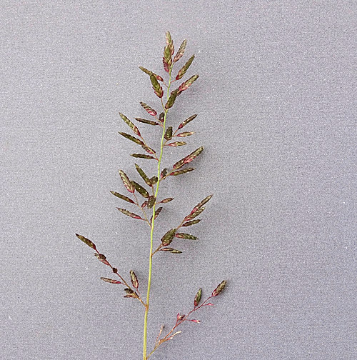 Kleines Liebesgras / Eragrostis minor