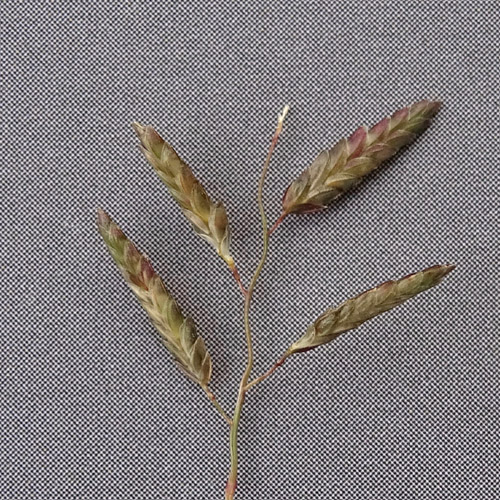 Kleines Liebesgras / Eragrostis minor