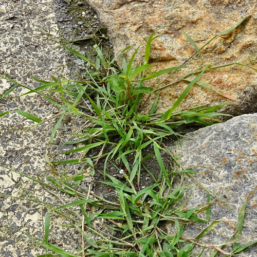 Kleines Liebesgras / Eragrostis minor