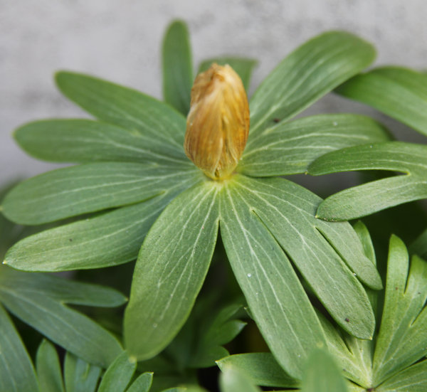 Winterling / Eranthis hyemalis