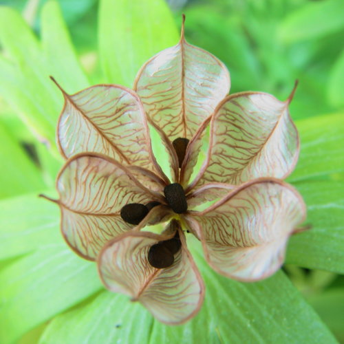 Winterling / Eranthis hyemalis