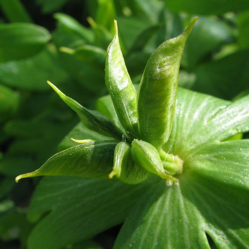 Winterling / Eranthis hyemalis