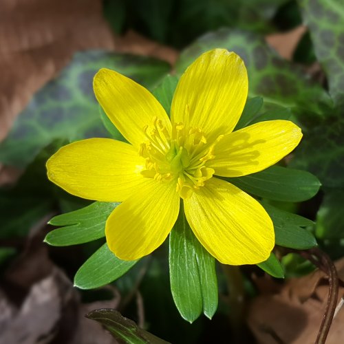 Winterling / Eranthis hyemalis