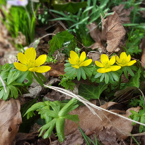 Winterling / Eranthis hyemalis