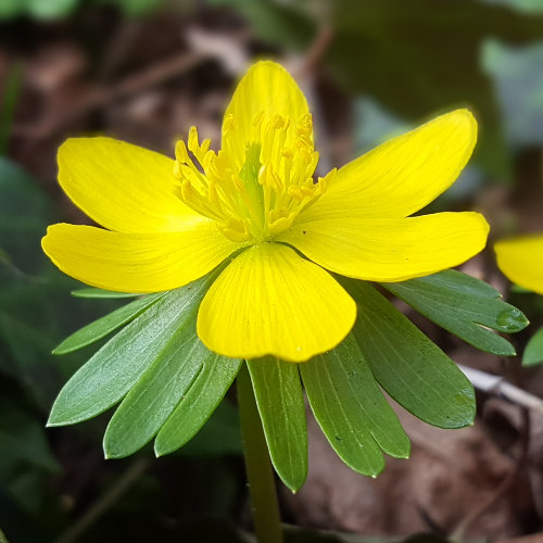 Winterling / Eranthis hyemalis