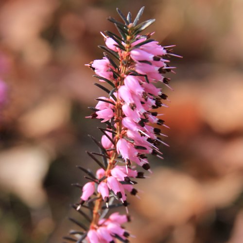 Schneeheide / Erica carnea