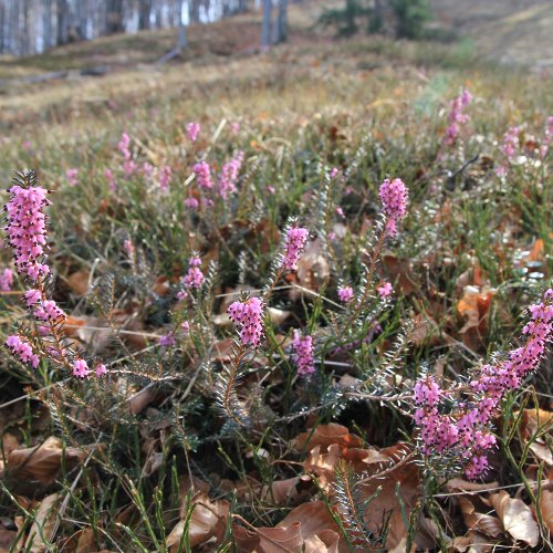 Schneeheide / Erica carnea