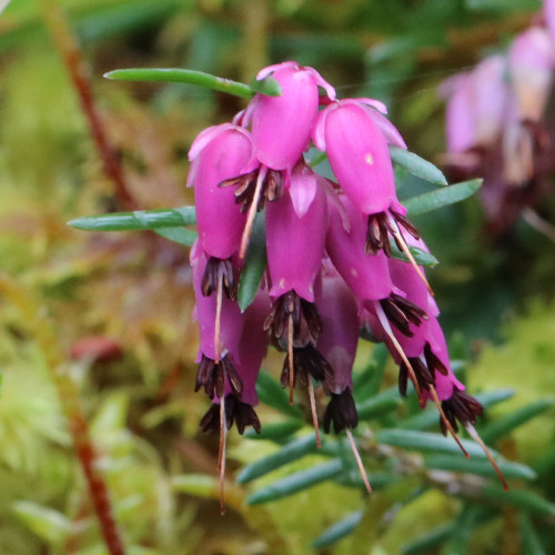 Schneeheide / Erica carnea