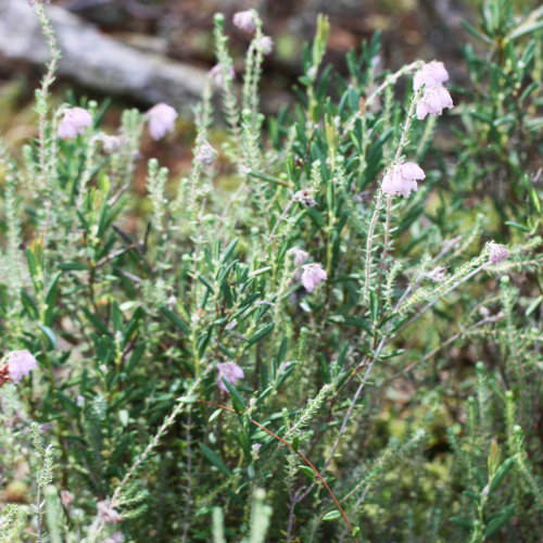 Glockenheide / Erica tetralix