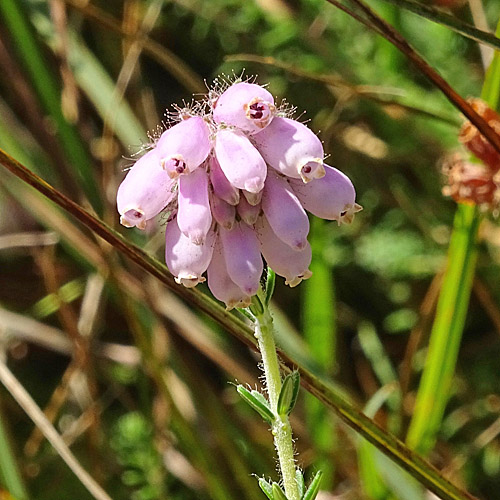 Glockenheide / Erica tetralix