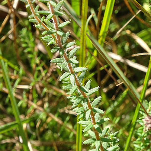 Glockenheide / Erica tetralix