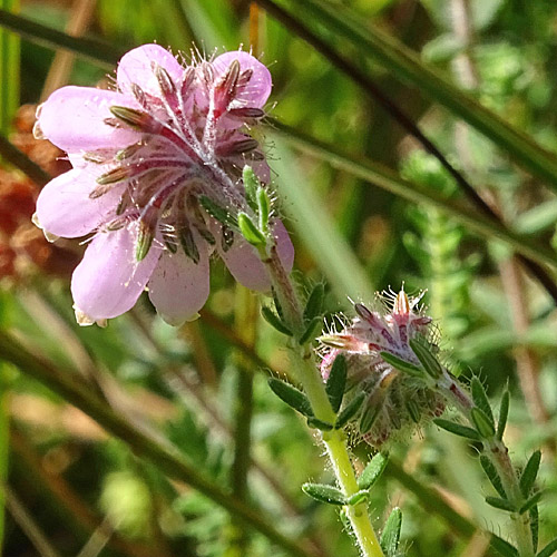 Glockenheide / Erica tetralix