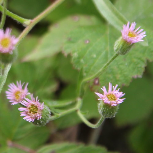 Gewöhnliches Scharfes Berufkraut / Erigeron acris