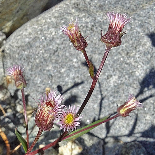 Glänzendes Scharfes Berufskraut / Erigeron acris subsp. politus