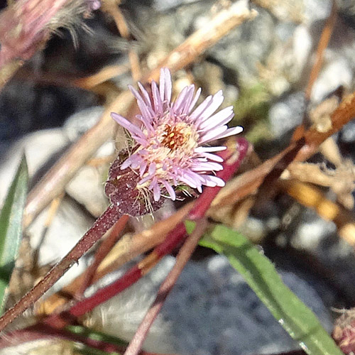 Glänzendes Scharfes Berufskraut / Erigeron acris subsp. politus