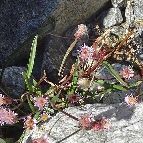 Glänzendes Scharfes Berufskraut / Erigeron acris subsp. politus