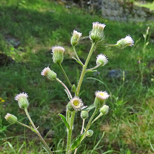 Gewöhnliches Scharfes Berufkraut / Erigeron acris