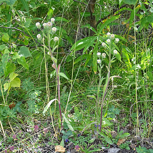 Gewöhnliches Scharfes Berufkraut / Erigeron acris