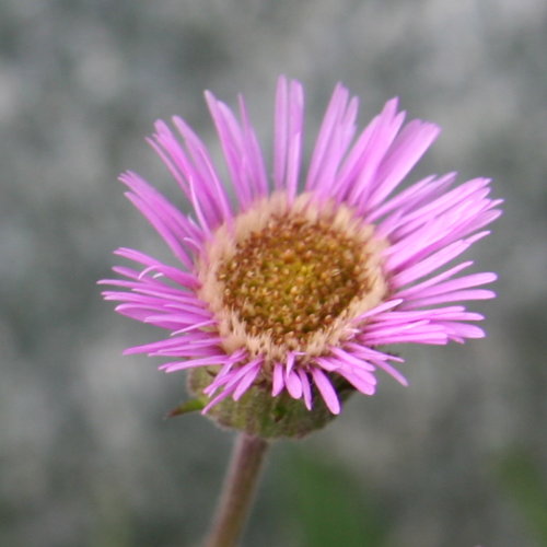 Alpen-Berufkraut / Erigeron alpinus