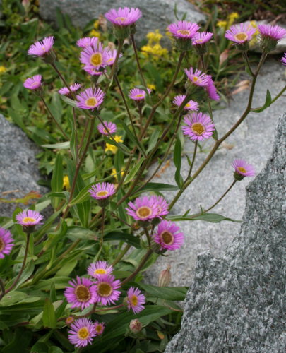 Alpen-Berufkraut / Erigeron alpinus