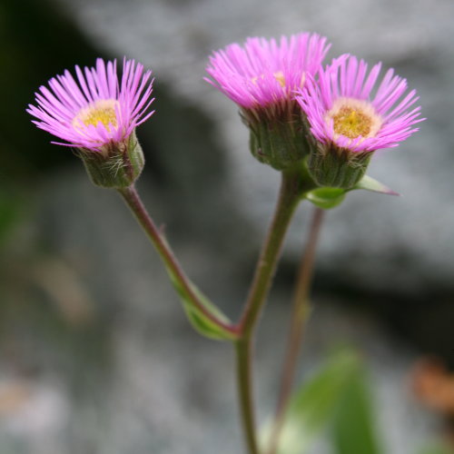 Alpen-Berufkraut / Erigeron alpinus