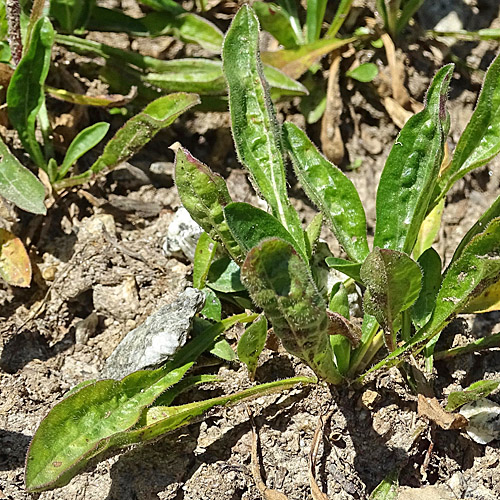 Alpen-Berufkraut / Erigeron alpinus