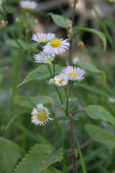 Einjähriges Berufkraut / Erigeron annuus