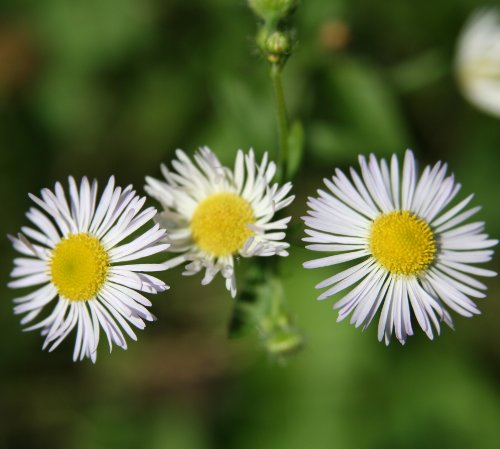 Einjähriges Berufkraut / Erigeron annuus