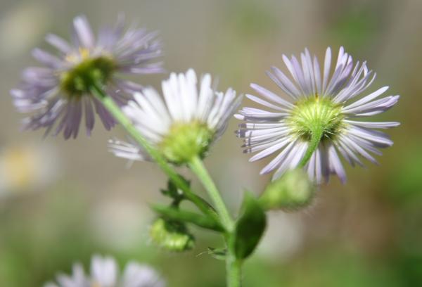 Einjähriges Berufkraut / Erigeron annuus