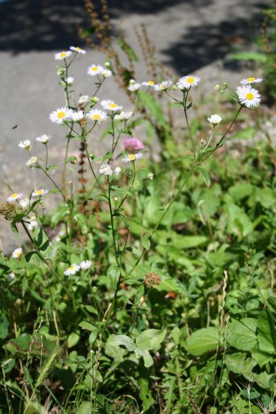 Einjähriges Berufkraut / Erigeron annuus