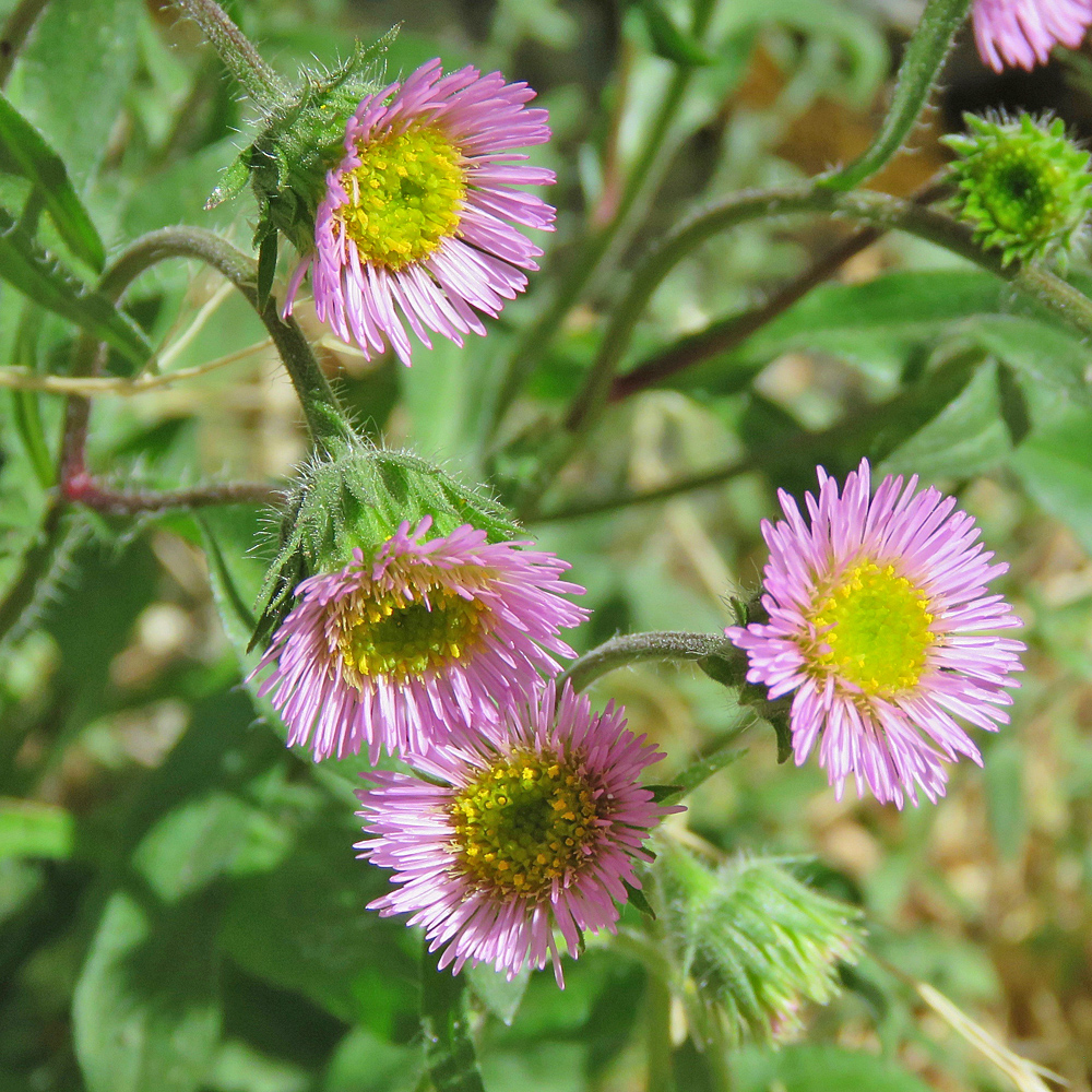 Drüsiges Berufkraut / Erigeron atticus