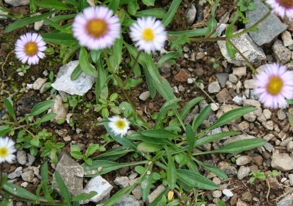 Gaudins Berufkraut / Erigeron gaudinii