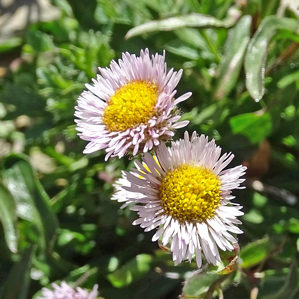 Vielgestaltiges Berufkraut / Erigeron glabratus