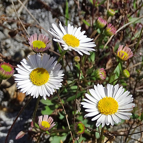 Karvinskis Berufkraut / Erigeron karvinskianus