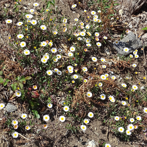 Karvinskis Berufkraut / Erigeron karvinskianus