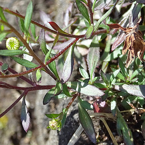 Karvinskis Berufkraut / Erigeron karvinskianus