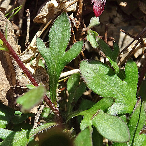 Karvinskis Berufkraut / Erigeron karvinskianus