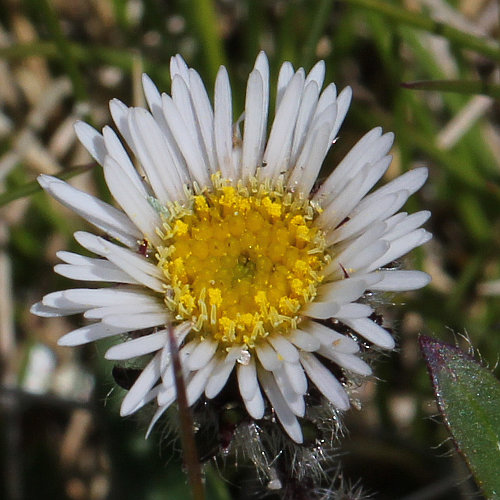 Verkanntes Berufkraut / Erigeron neglectus