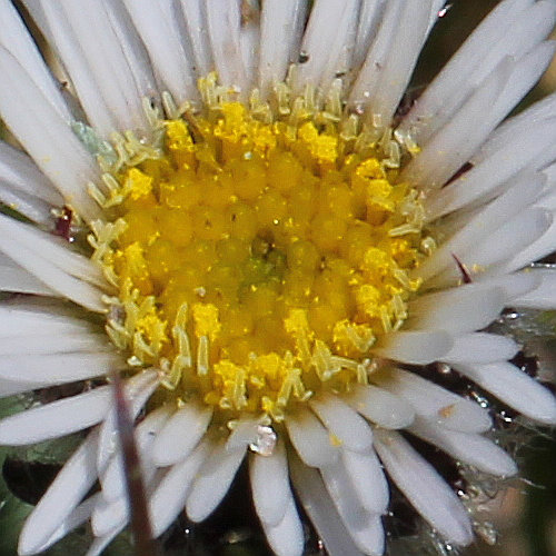 Verkanntes Berufkraut / Erigeron neglectus