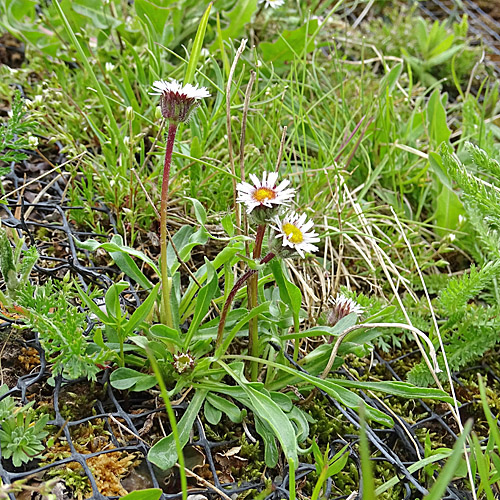 Verkanntes Berufkraut / Erigeron neglectus