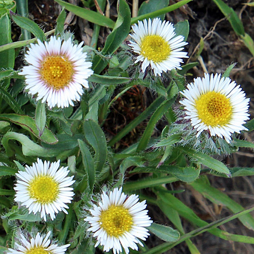 Einköpfiges Berufkraut / Erigeron uniflorus