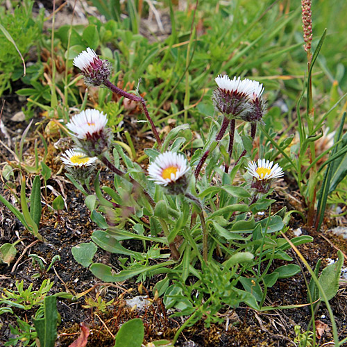 Einköpfiges Berufkraut / Erigeron uniflorus