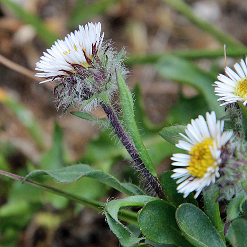 Einköpfiges Berufkraut / Erigeron uniflorus