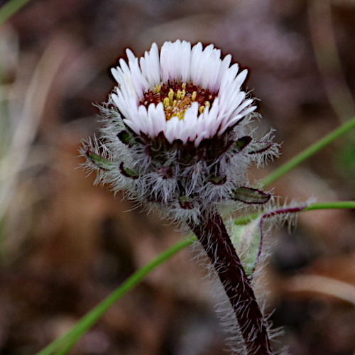 Einköpfiges Berufkraut / Erigeron uniflorus