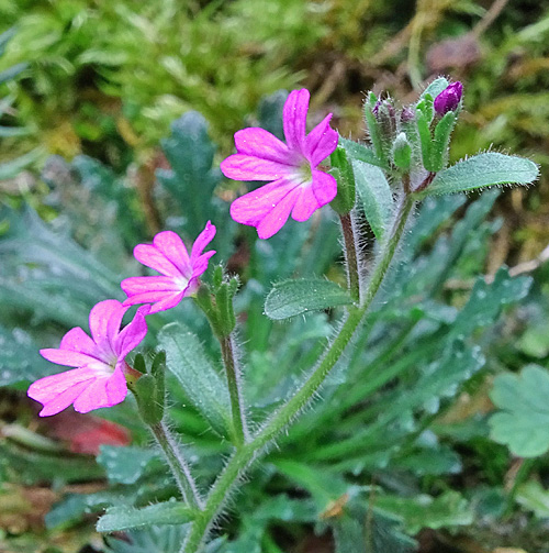 Leberbalsam / Erinus alpinus