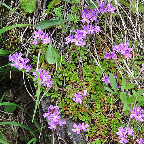 Leberbalsam / Erinus alpinus
